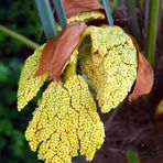 Inflorescence d’un chamaerops exelsa ou palmier chanvre (Trachycarpus fortunei) 1