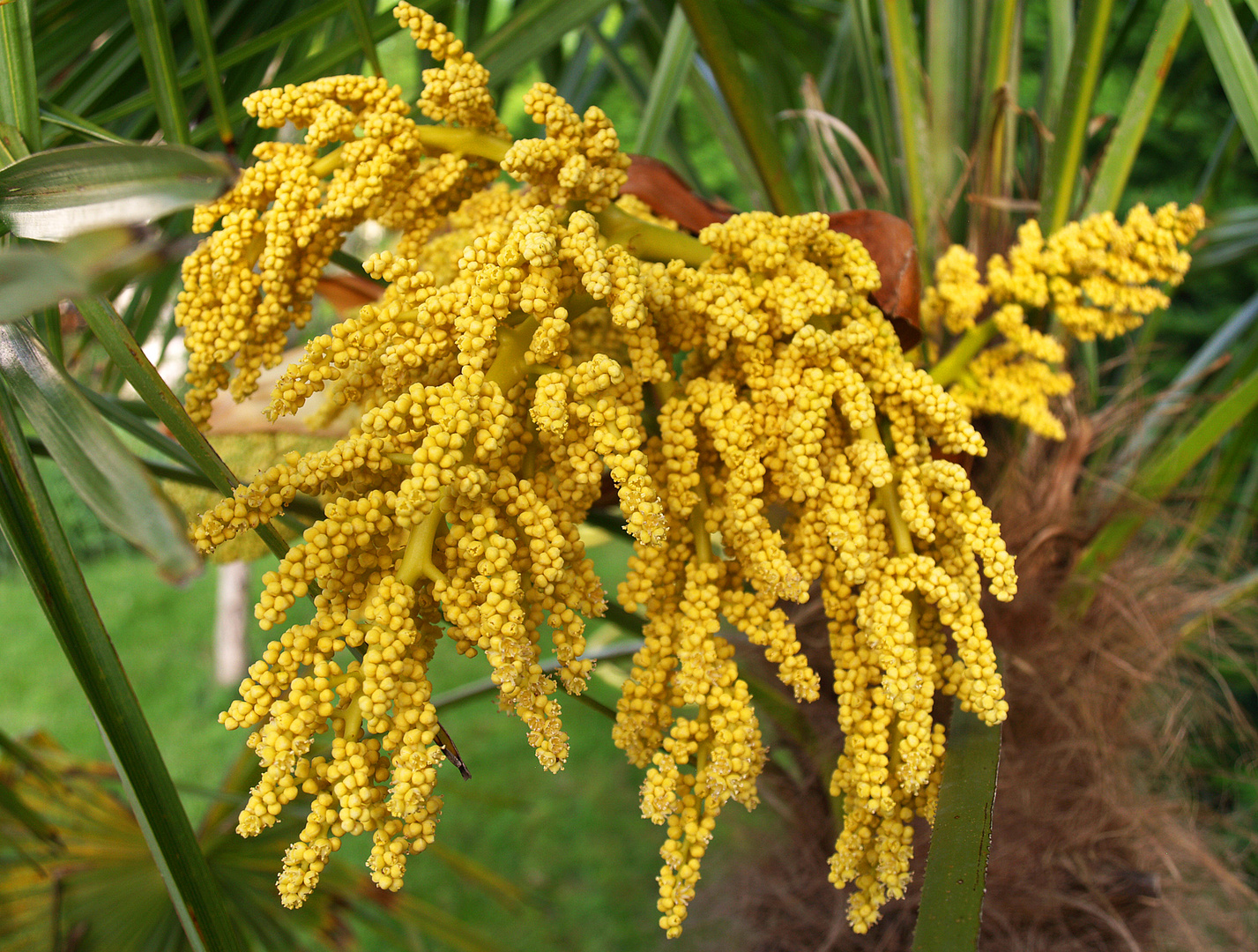 Inflorescence d’un chamaerops exelsa ou palmier chanvre (Trachycarpus fortunei) 2