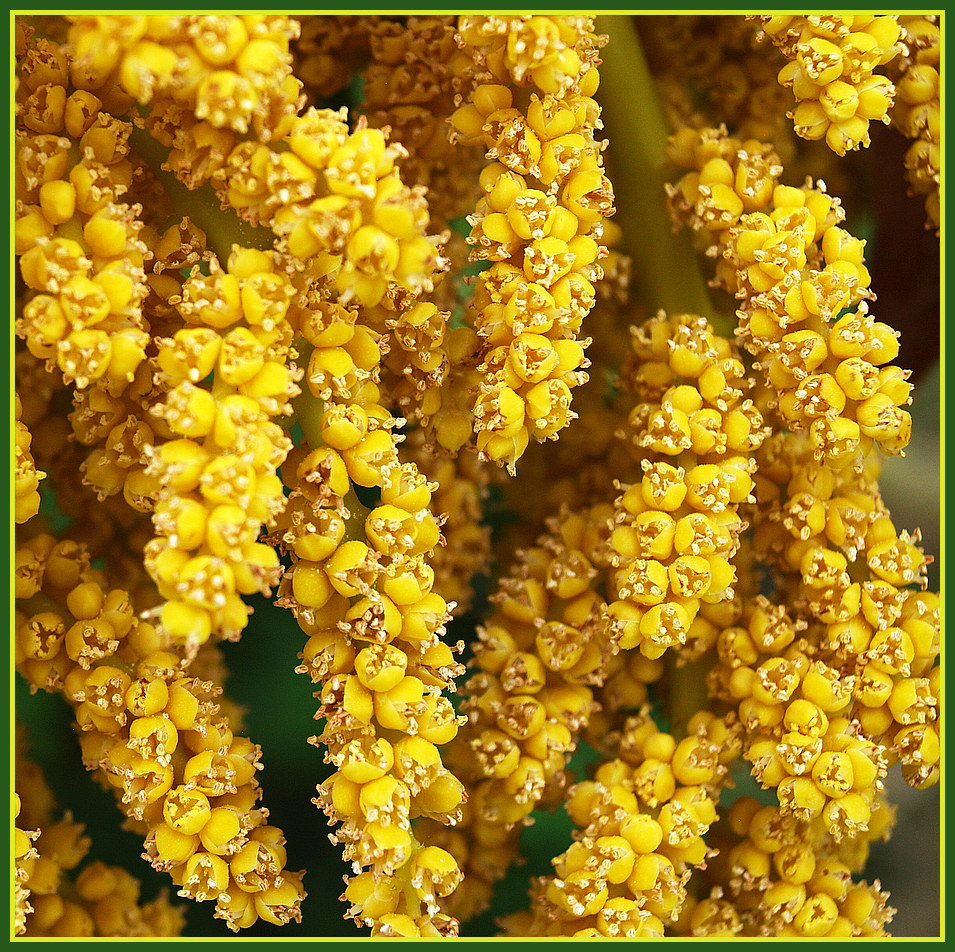 Inflorescence d’un chamaerops exelsa ou palmier chanvre (Trachycarpus fortunei) 3