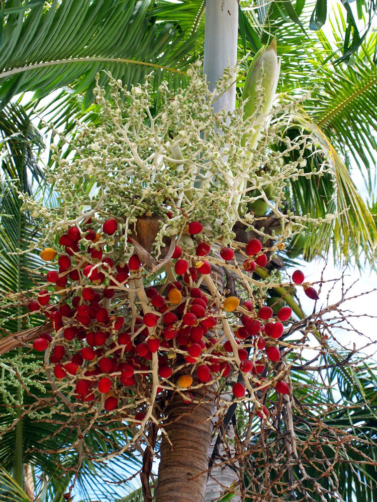 Inflorescence d’un cocotier nain de Tonga Blütenstand von einem Tonga Zwergspalme