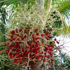 Inflorescence d’un cocotier nain de Tonga Blütenstand von einem Tonga Zwergspalme