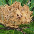 Inflorescence d’un cyca revoluta