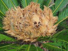 Inflorescence d’un cyca revoluta