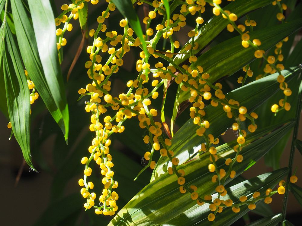 Inflorescences de chamaedorea palm élégance