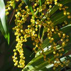 Inflorescences de chamaedorea palm élégance