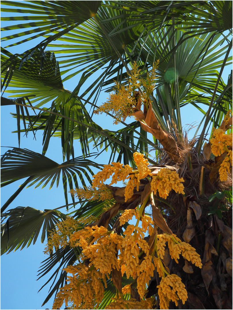 Inflorescences de chamaerops