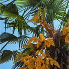 Inflorescences de chamaerops