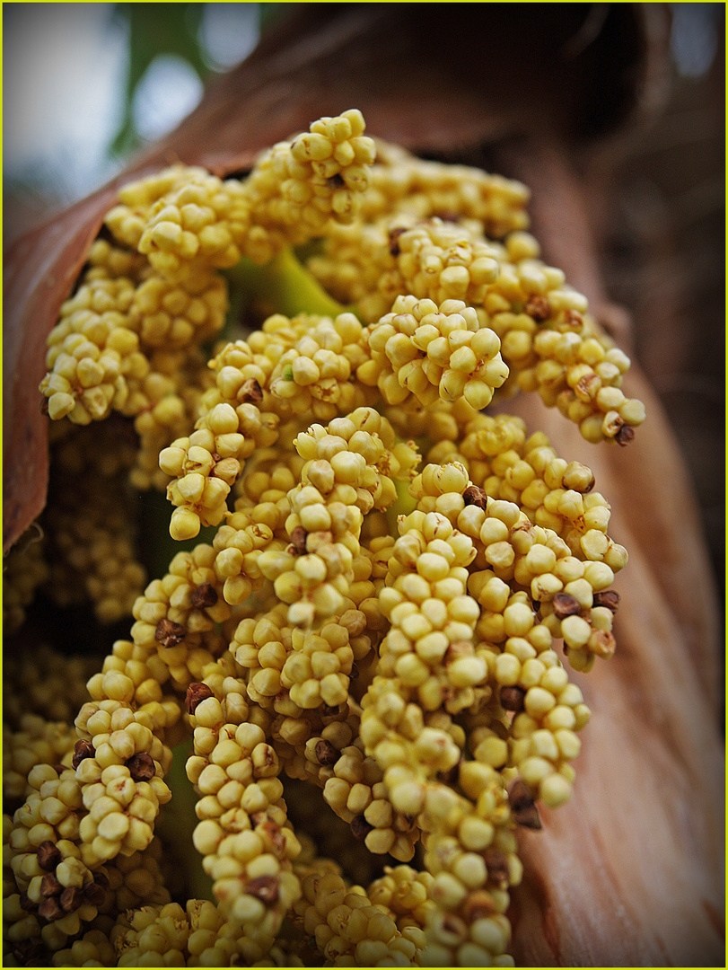 Inflorescences de chamaerops excelsa