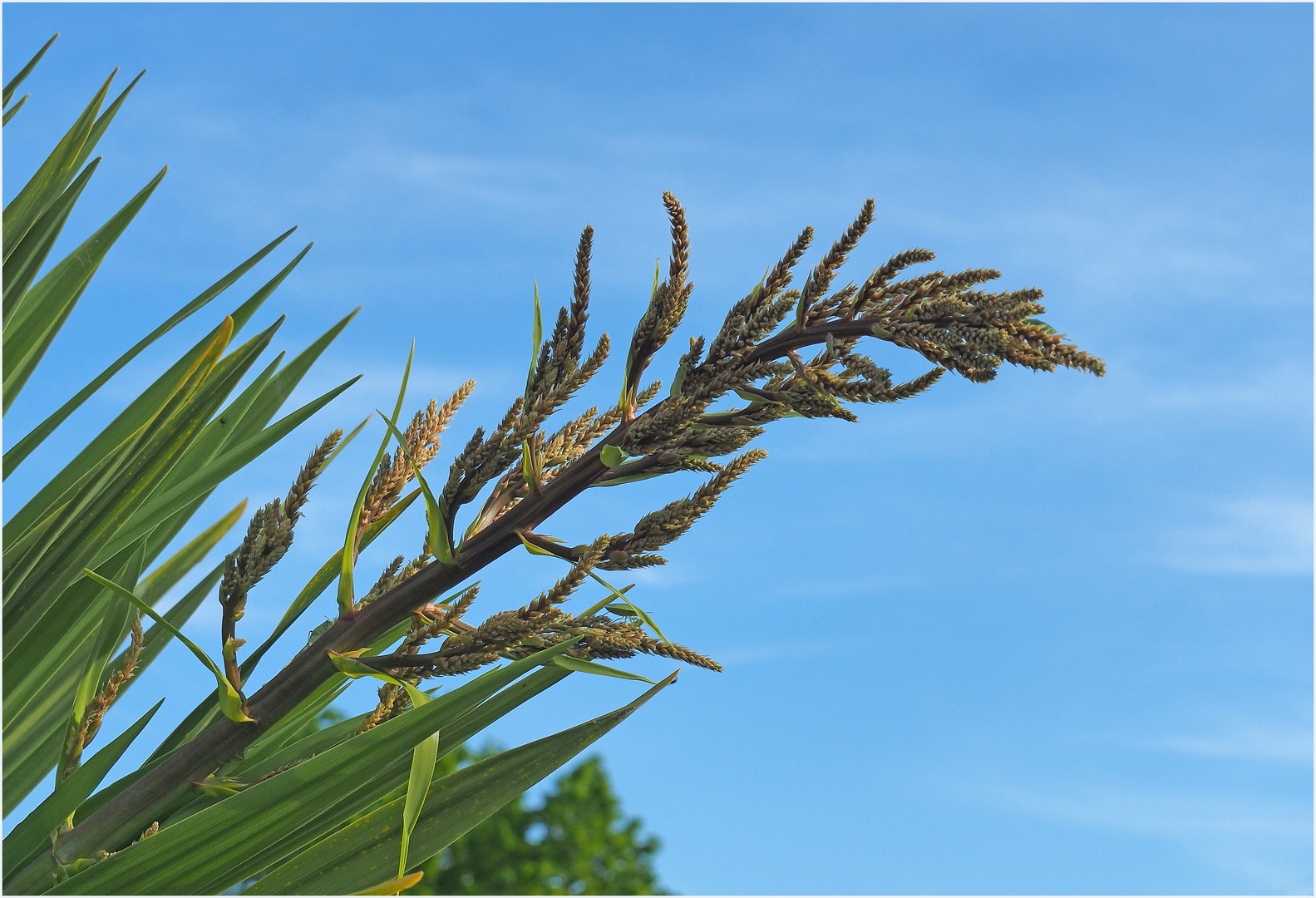 Inflorescences de la cordyline au premier stade