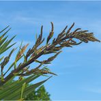 Inflorescences de la cordyline au premier stade