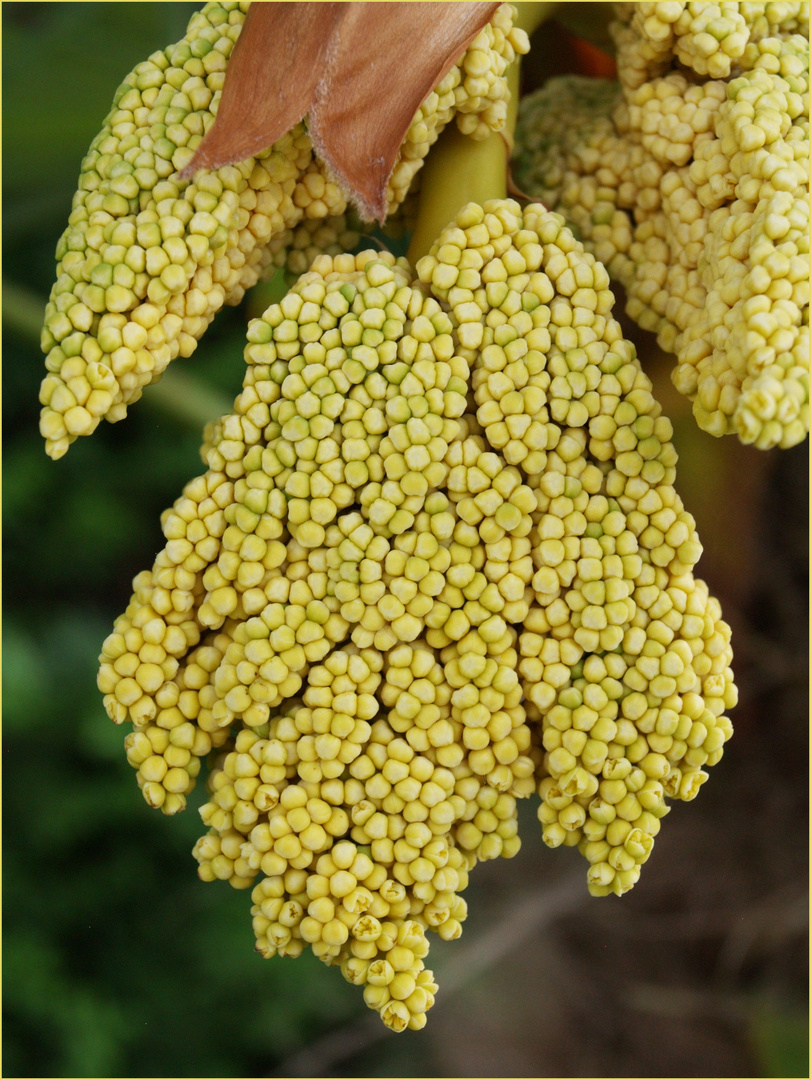 Inflorescences  du chamaerops