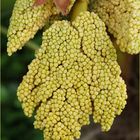 Inflorescences  du chamaerops