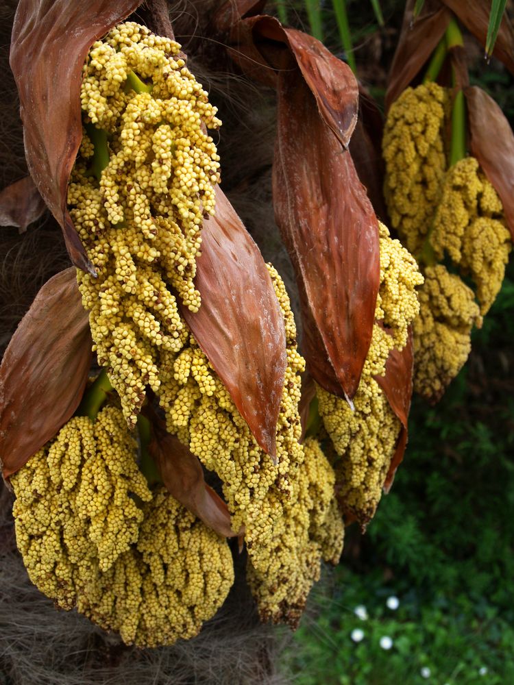 Inflorescences du chamaerops excelsa