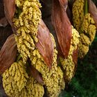 Inflorescences du chamaerops excelsa