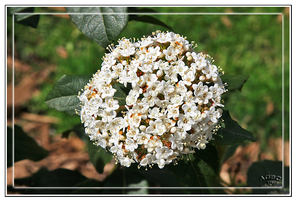 Inflorescencia blanca paseando en la GKM2