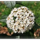 Inflorescencia blanca paseando en la GKM2