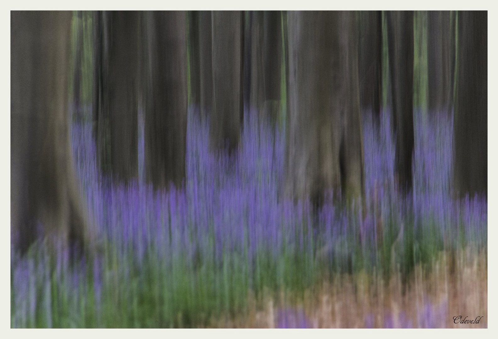 Influences of pictorialism in the Hallerbos.