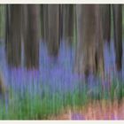 Influences of pictorialism in the Hallerbos.