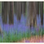 Influences of pictorialism in the Hallerbos.