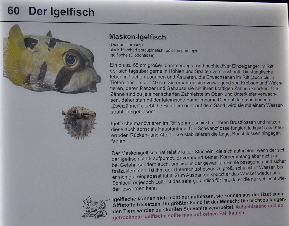 Info über den Maskenigelfisch