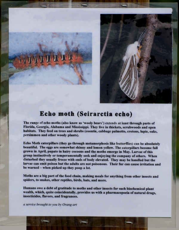 Info zu Echo Moths