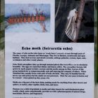 Info zu Echo Moths