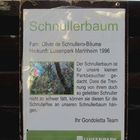 Information über den Schnullerbaum