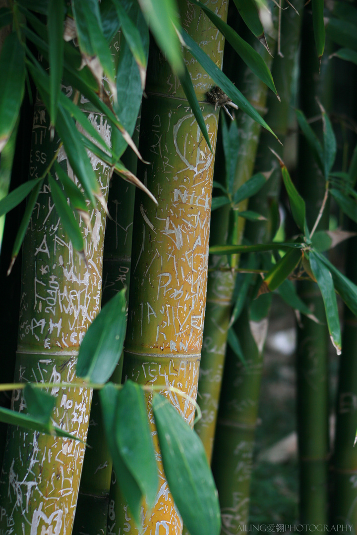 Informative Bamboo