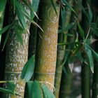 Informative Bamboo