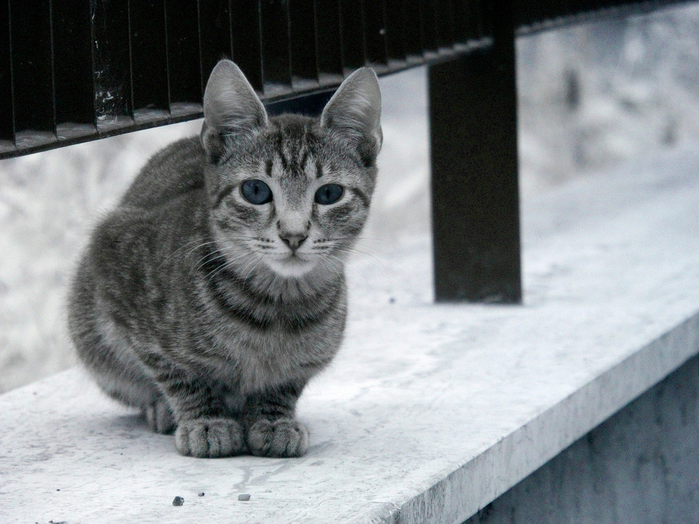 Infracat - a cat in Infrared - Rome in Infrared