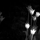 infrar, tulpen