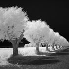 Infrared alley