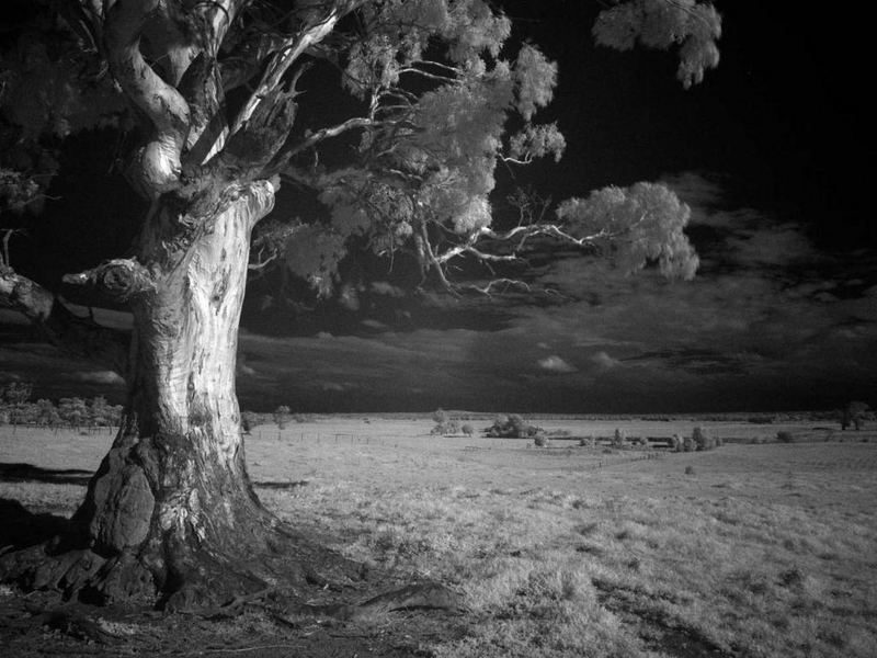 Infrared image of Australian Eucalypt tree and pastures