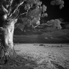 Infrared image of Australian Eucalypt tree and pastures