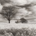 Infrared Landscape