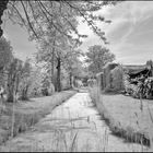 Infrared Landscape