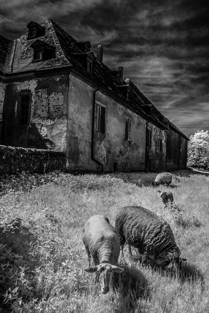 Infrared Sheep