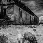 Infrared Sheep