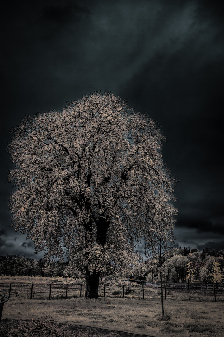 infrared tree