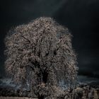 infrared tree