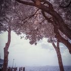 Infrared wedding photo