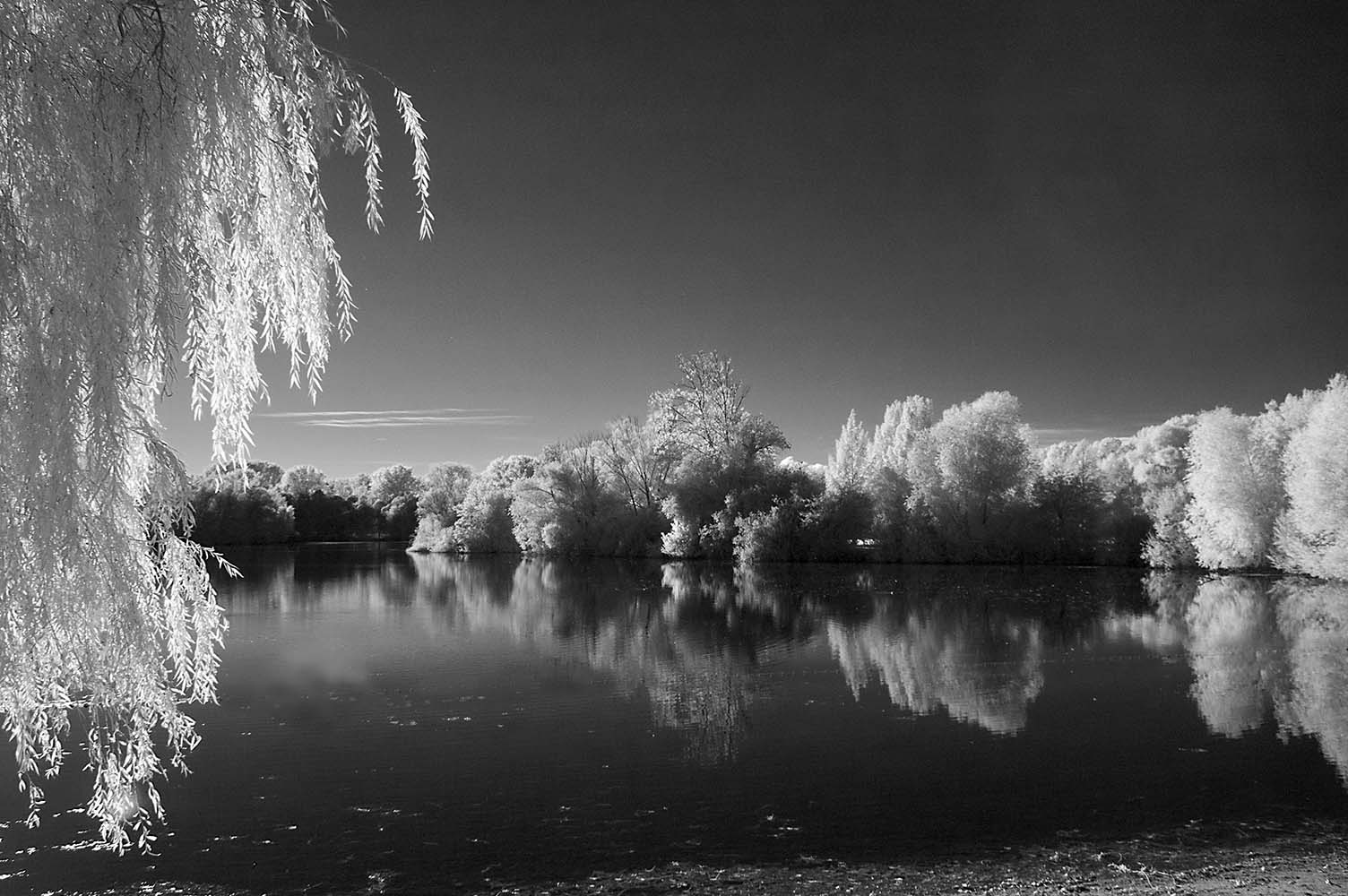 Infrarot am Sondernheimer Weiher (2)