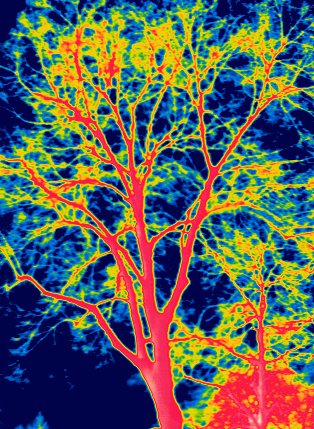 Infrarot-Aufnahme eines Straßenbaumes