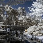 Infrarotaufnahme Japanischer Garten