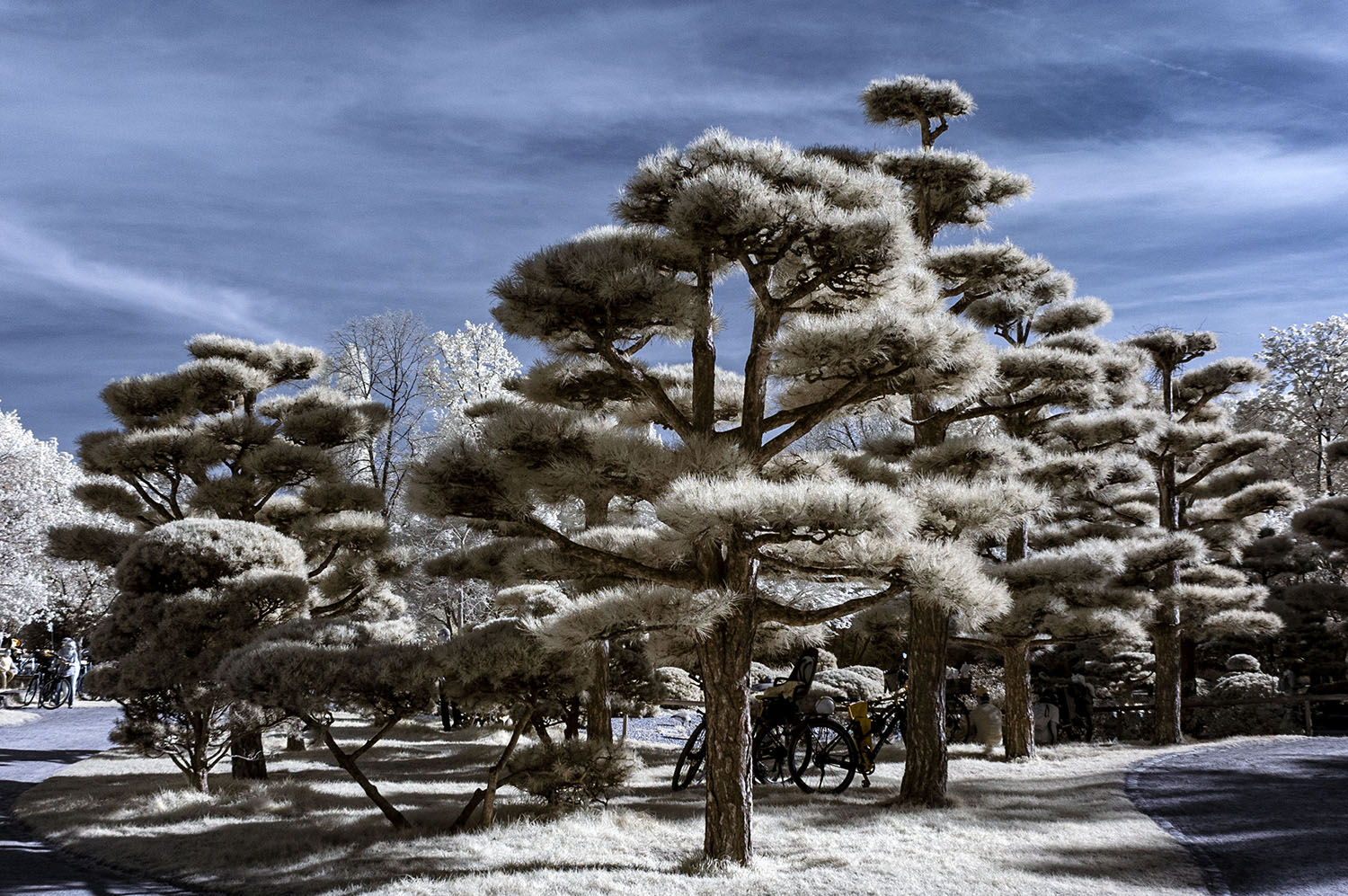 Infrarotaufnahme Japanischer-Garten