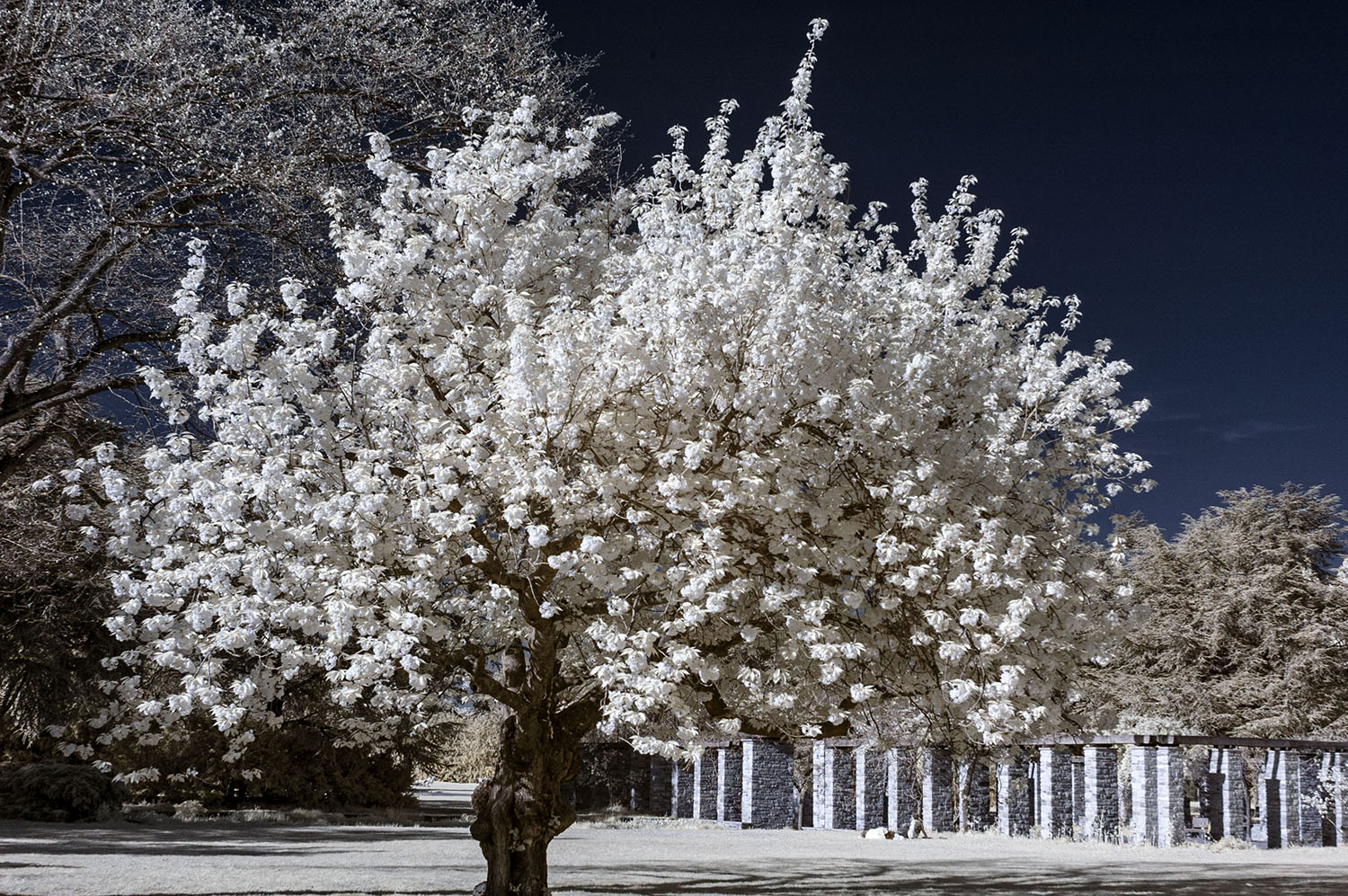 Infrarotaufnahme Kirschbaum