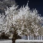 Infrarotaufnahme Kirschbaum