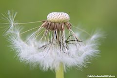 infruttescenza di tarassaco (taraxacum officinale) ...soffione