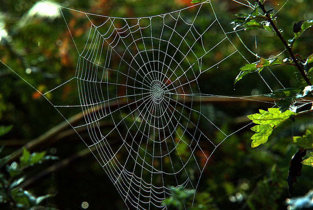 Ingegneria d'un ragno