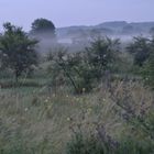 Ingelheim im Nebel